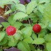 Potentilla indica